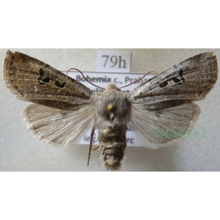 Conistra rubiginosa (Scopoli, 1763) Porożnica rdzawnica Czech79h